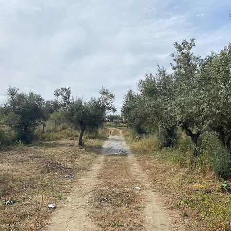 Cor De Azeitona Villa São Pedro do Corval Екстериор снимка